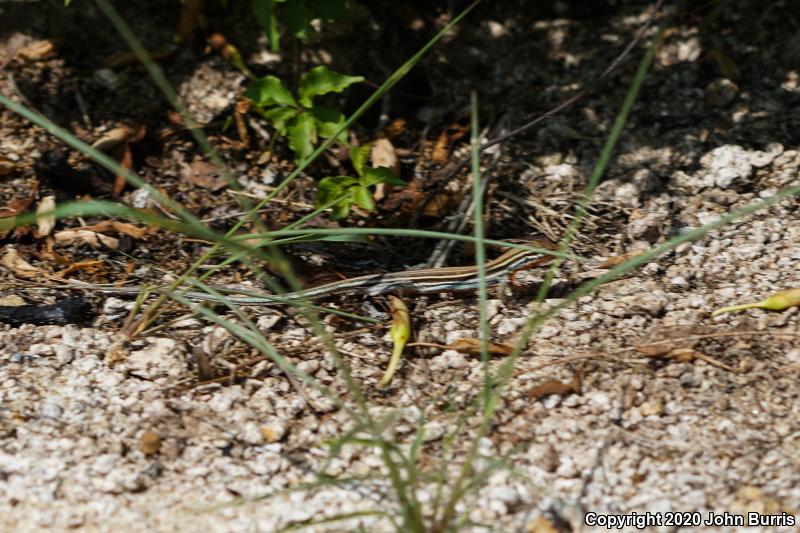 Cape Orange-throated Whiptail (Aspidoscelis hyperythra hyperythra)