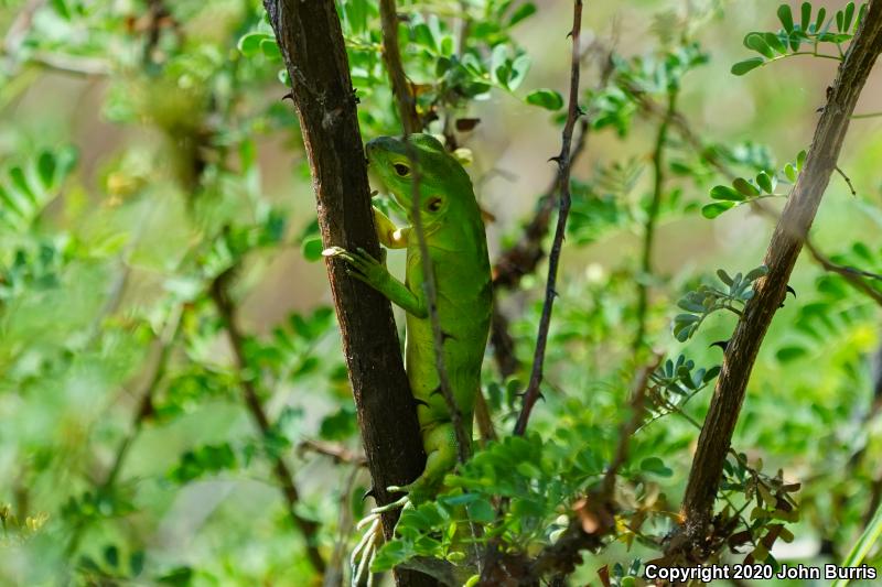 Peninsular Spiny-tailed Iguana (Ctenosaura hemilopha hemilopha)