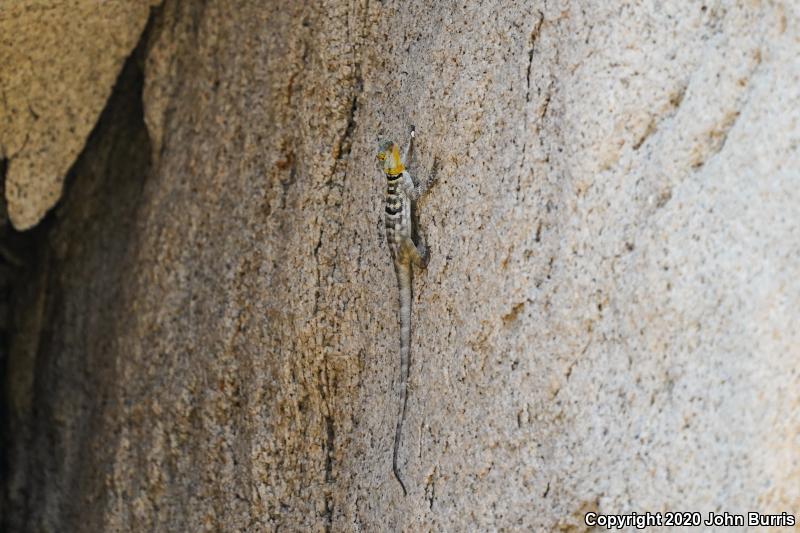 San Lucan Rock Lizard (Petrosaurus thalassinus)