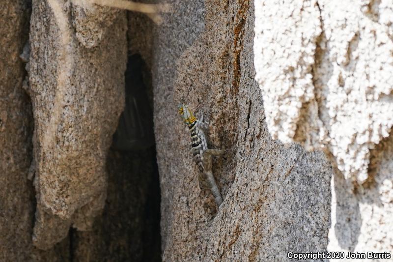 San Lucan Rock Lizard (Petrosaurus thalassinus)