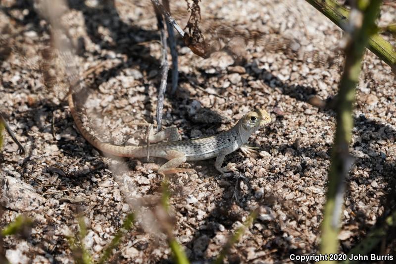 San Lucan Desert Iguana (Dipsosaurus dorsalis lucasensis)