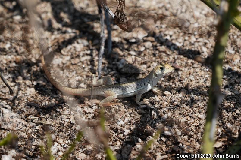 San Lucan Desert Iguana (Dipsosaurus dorsalis lucasensis)