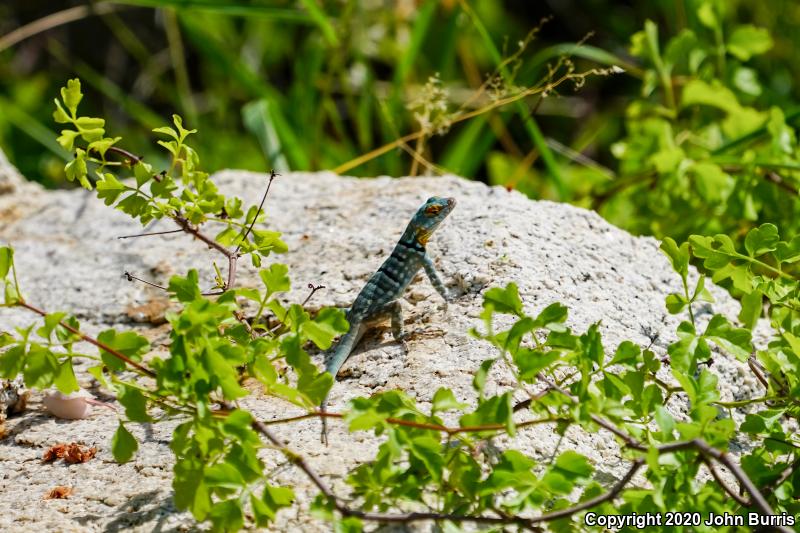 San Lucan Rock Lizard (Petrosaurus thalassinus)