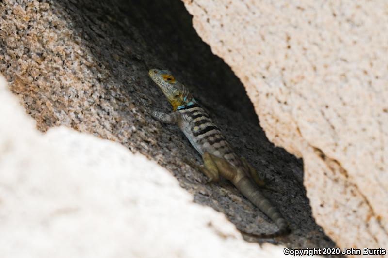 San Lucan Rock Lizard (Petrosaurus thalassinus)