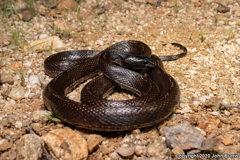 California Kingsnake (Lampropeltis getula californiae)