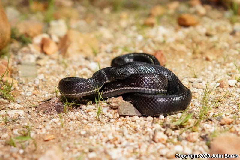 California Kingsnake (Lampropeltis getula californiae)