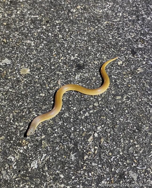 Variable Sandsnake (Chilomeniscus stramineus)