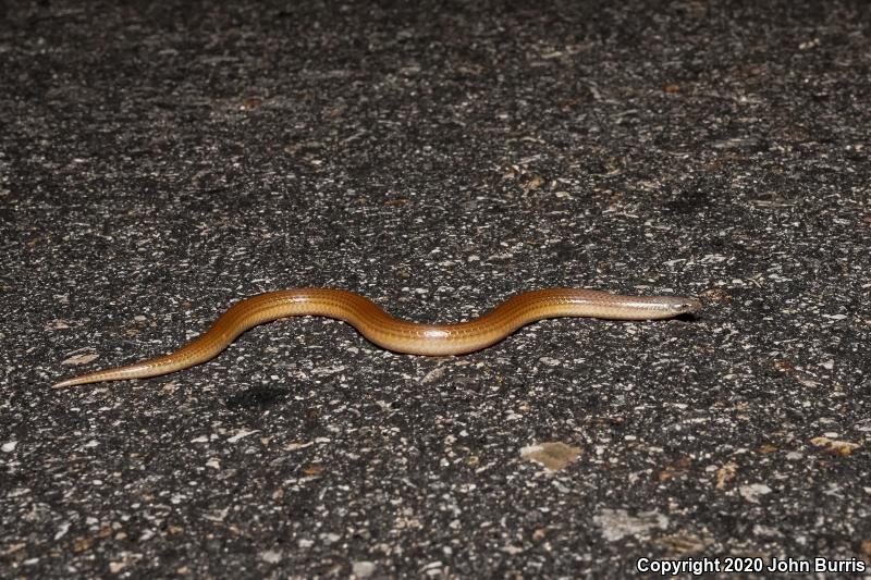 Variable Sandsnake (Chilomeniscus stramineus)