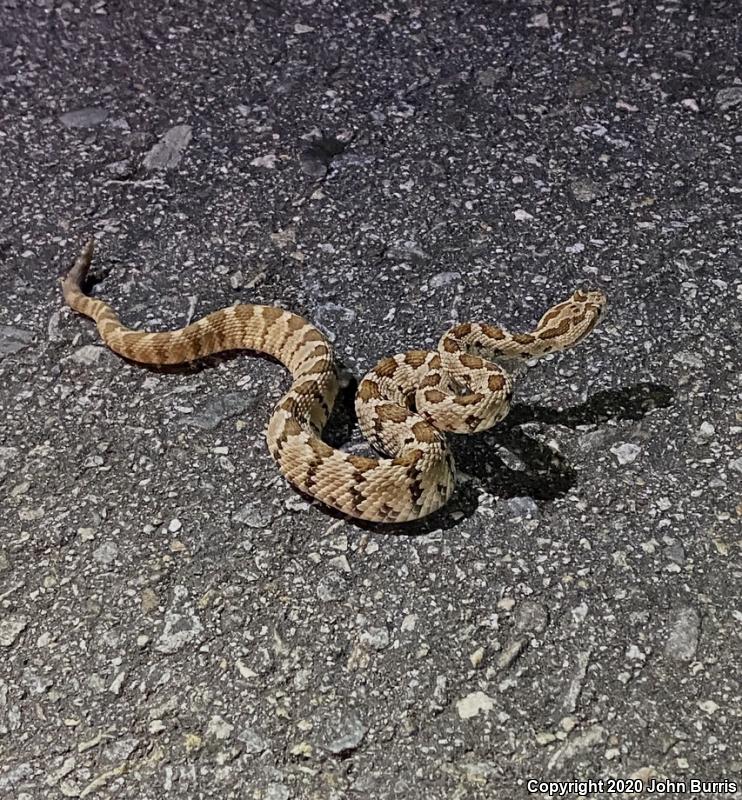 Lower California Rattlesnake (Crotalus enyo enyo)