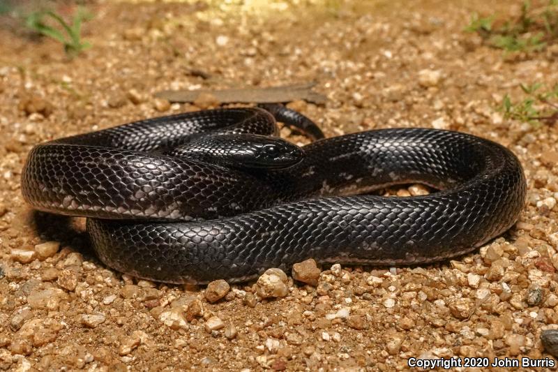 California Kingsnake (Lampropeltis getula californiae)