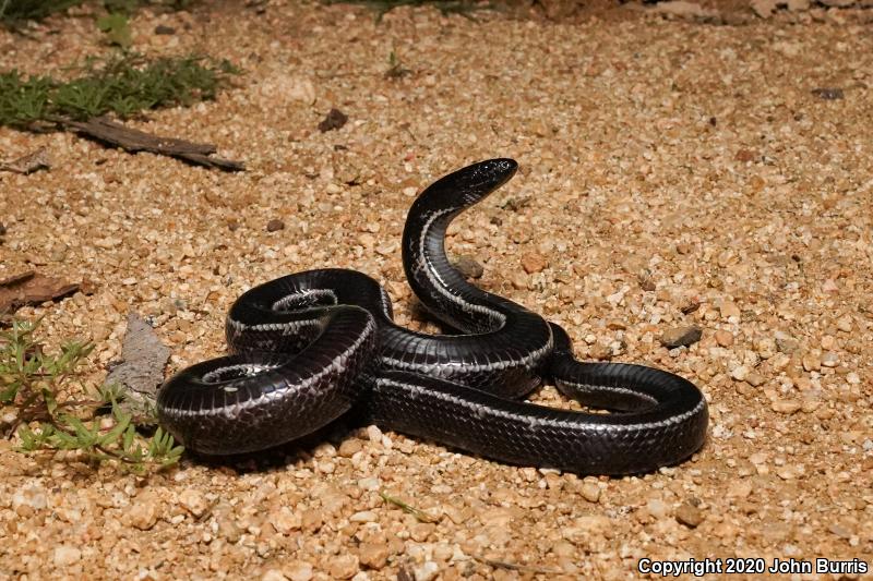 California Kingsnake (Lampropeltis getula californiae)