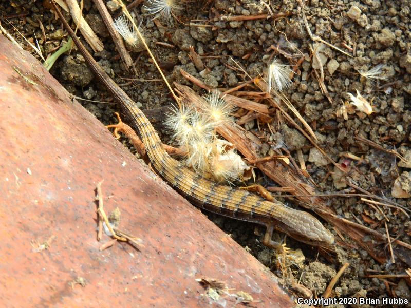 San Diego Alligator Lizard (Elgaria multicarinata webbii)