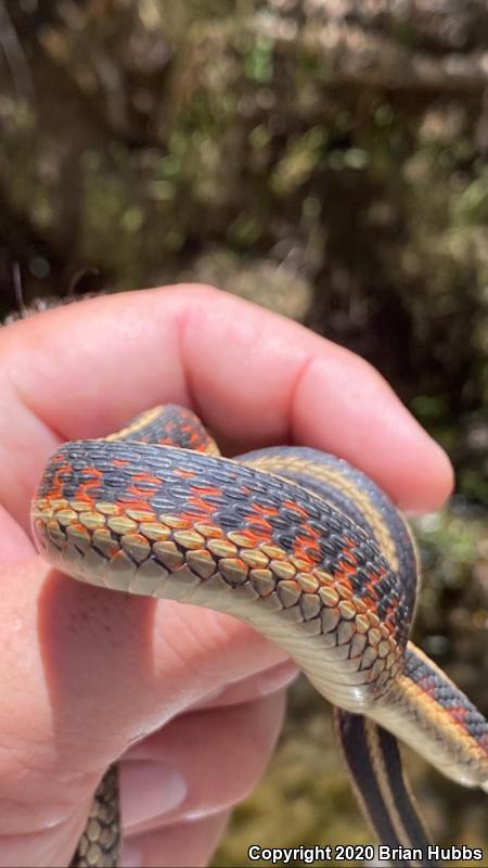 California Red-sided Gartersnake (Thamnophis sirtalis infernalis)