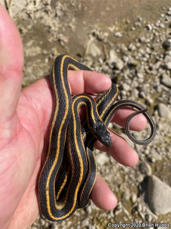 California Red-sided Gartersnake (Thamnophis sirtalis infernalis)