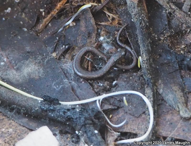 Gabilan Mountains Slender Salamander (Batrachoseps gavilanensis)