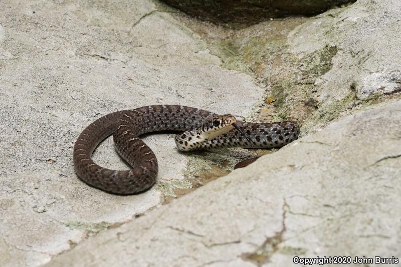 Southern Black Racer (Coluber constrictor priapus)