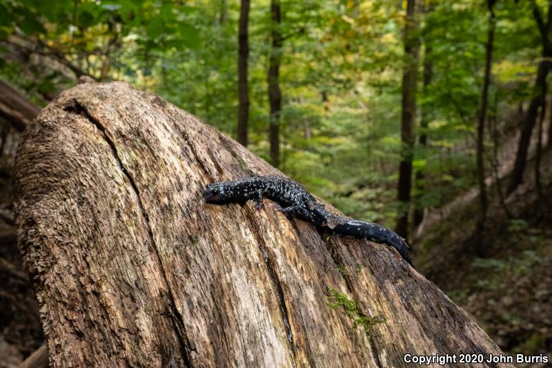 Northern Slimy Salamander (Plethodon glutinosus)