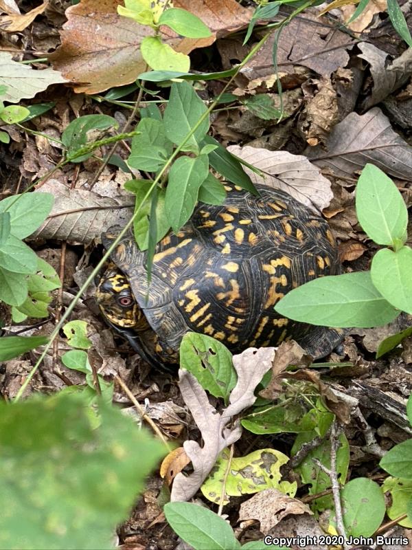 Eastern Box Turtle (Terrapene carolina carolina)