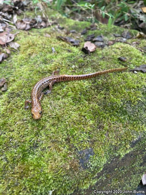 Long-tailed Salamander (Eurycea longicauda longicauda)