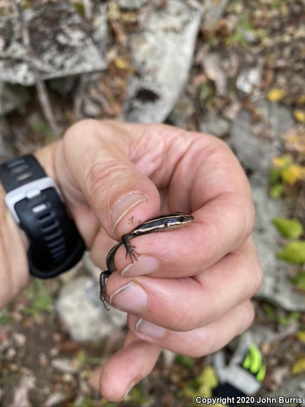 Five-lined Skink (Plestiodon fasciatus)