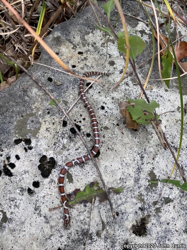 Eastern Milksnake (Lampropeltis triangulum triangulum)