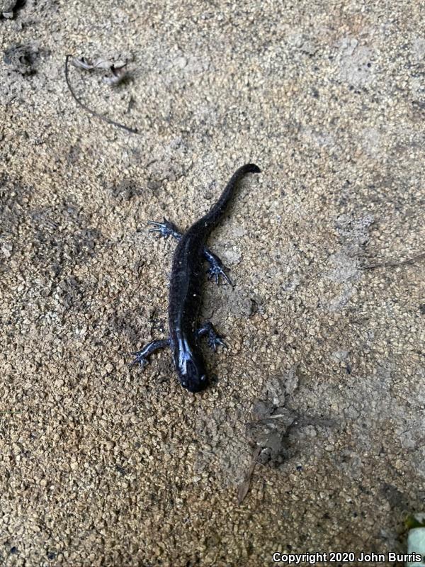 Small-mouthed Salamander (Ambystoma texanum)