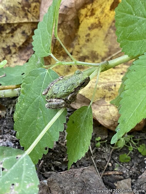 Bird-voiced Treefrog (Hyla avivoca)