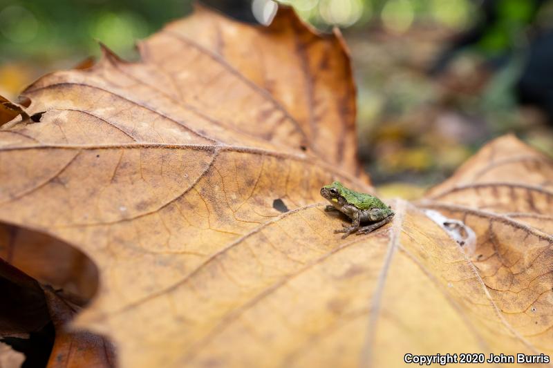 Bird-voiced Treefrog (Hyla avivoca)