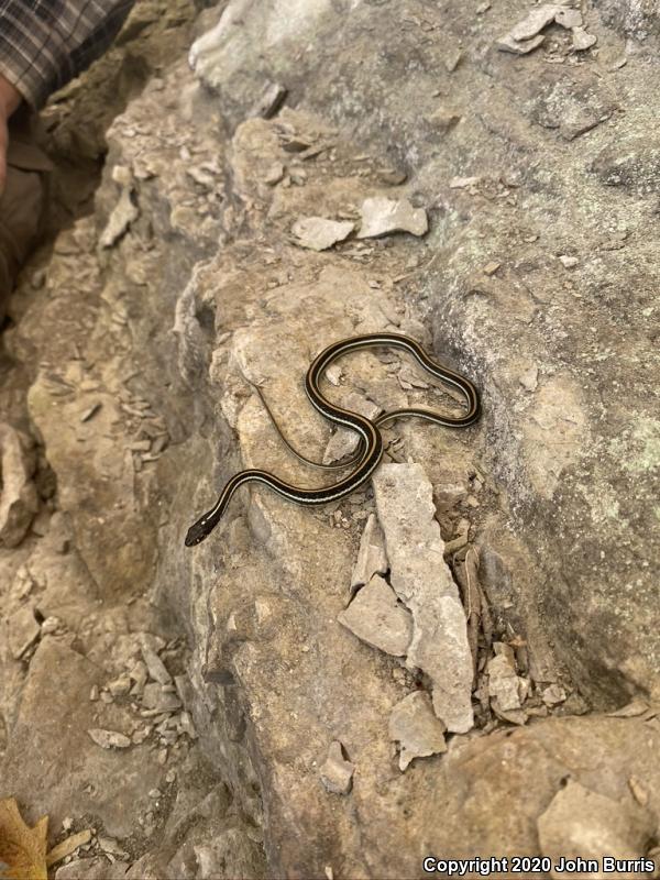 Orange-striped Ribbonsnake (Thamnophis proximus proximus)