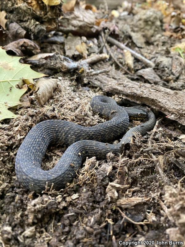 Diamond-backed Watersnake (Nerodia rhombifer rhombifer)