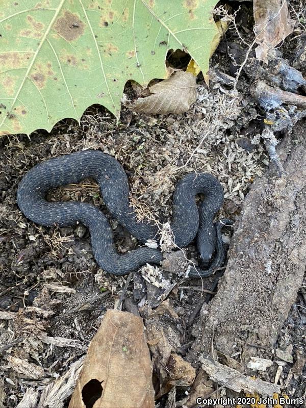 Diamond-backed Watersnake (Nerodia rhombifer rhombifer)