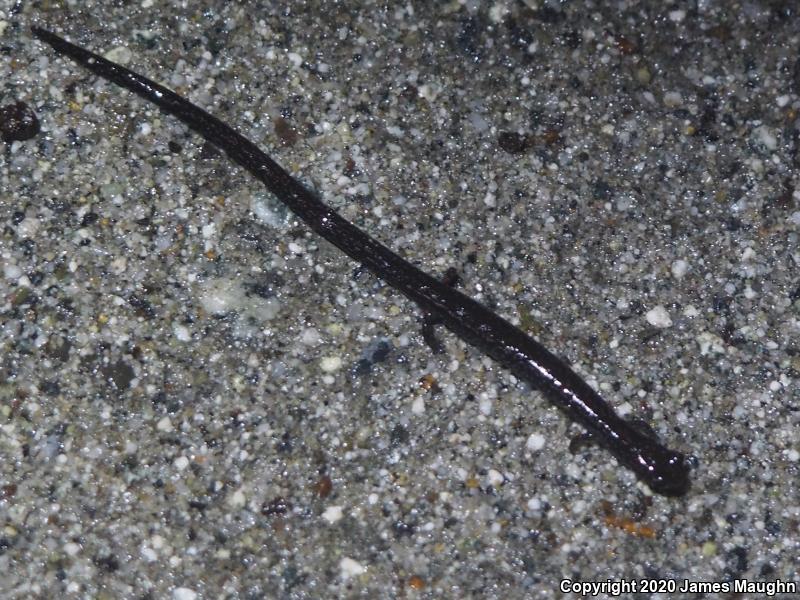 Gabilan Mountains Slender Salamander (Batrachoseps gavilanensis)