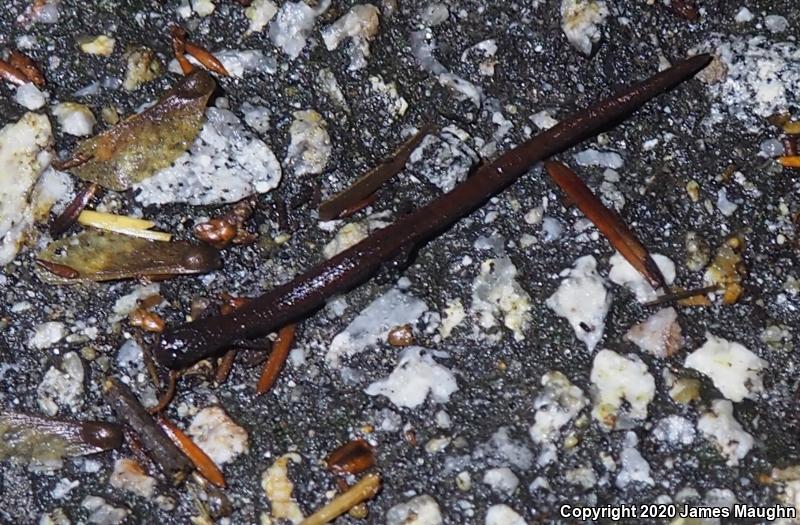 California Slender Salamander (Batrachoseps attenuatus)