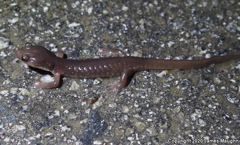 Arboreal Salamander (Aneides lugubris)