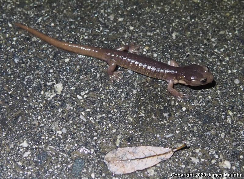 Arboreal Salamander (Aneides lugubris)