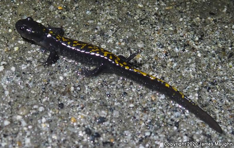 Santa Cruz Long-toed Salamander (Ambystoma macrodactylum croceum)