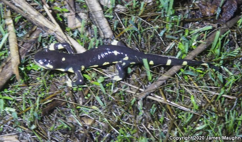 California Tiger Salamander (Ambystoma californiense)