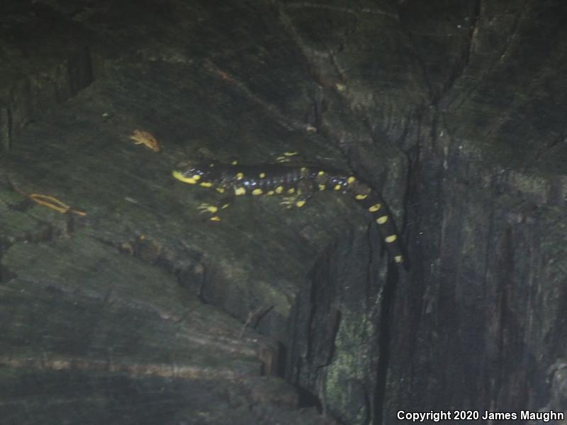 California Tiger Salamander (Ambystoma californiense)