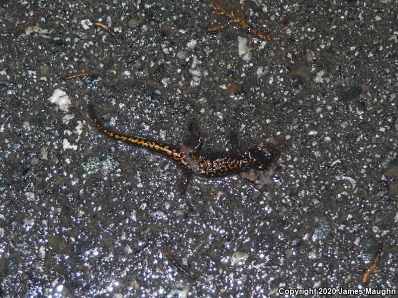 Santa Cruz Long-toed Salamander (Ambystoma macrodactylum croceum)