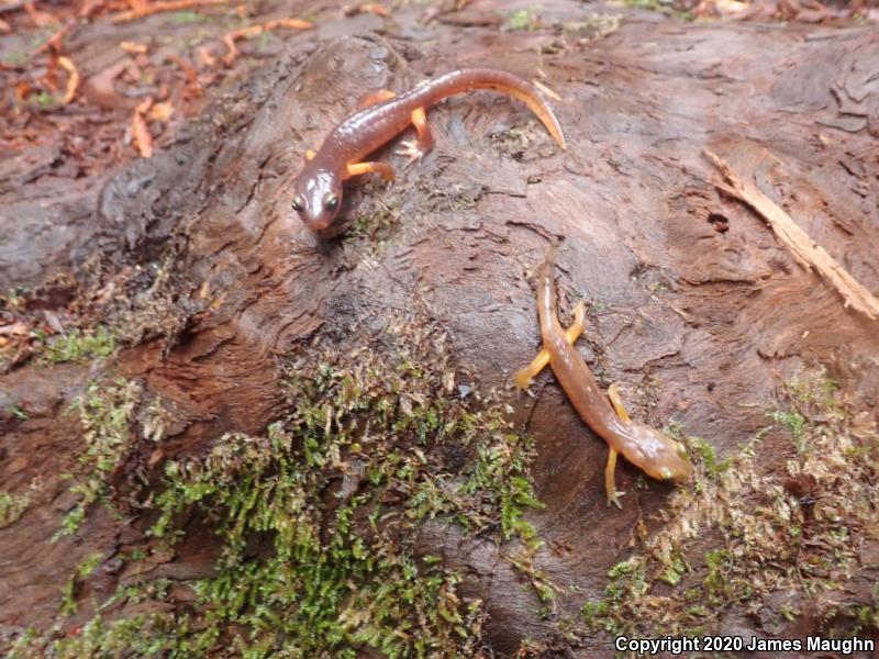 Yellow-eyed Ensatina (Ensatina eschscholtzii xanthoptica)