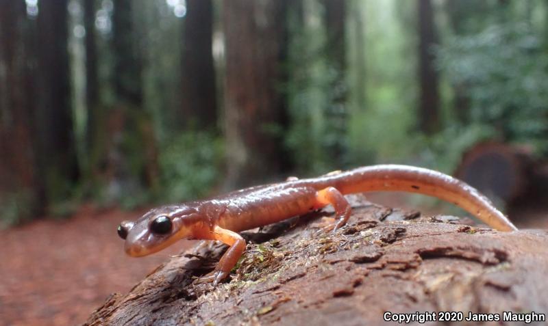 Yellow-eyed Ensatina (Ensatina eschscholtzii xanthoptica)