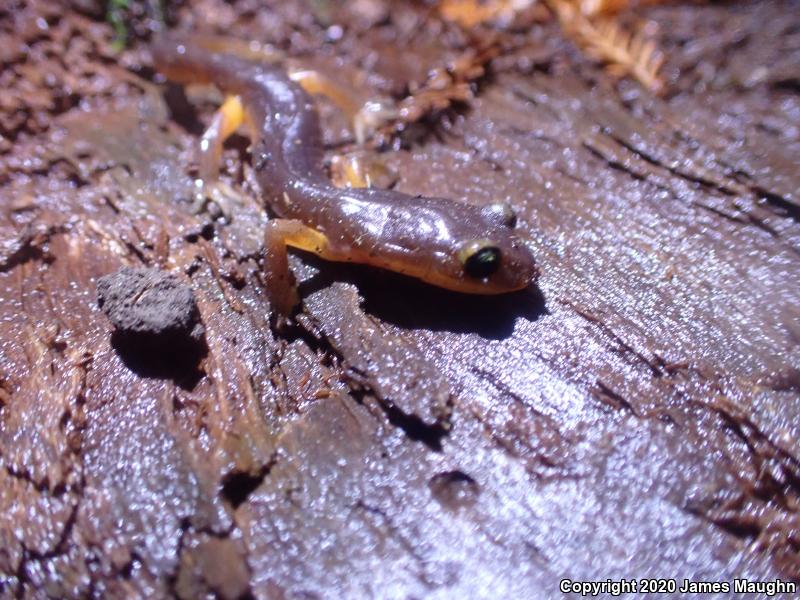 Yellow-eyed Ensatina (Ensatina eschscholtzii xanthoptica)