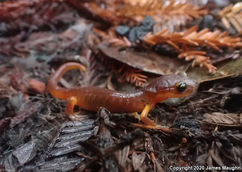 Yellow-eyed Ensatina (Ensatina eschscholtzii xanthoptica)