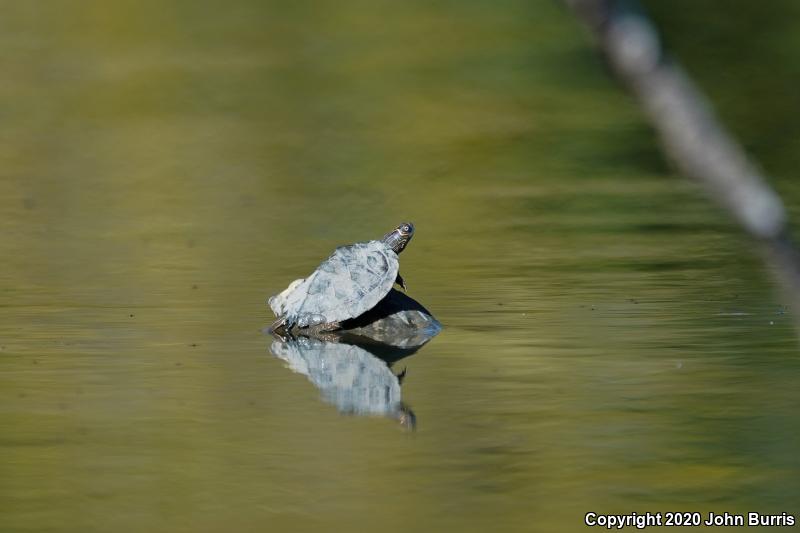 Mississippi Map Turtle (Graptemys pseudogeographica kohnii)