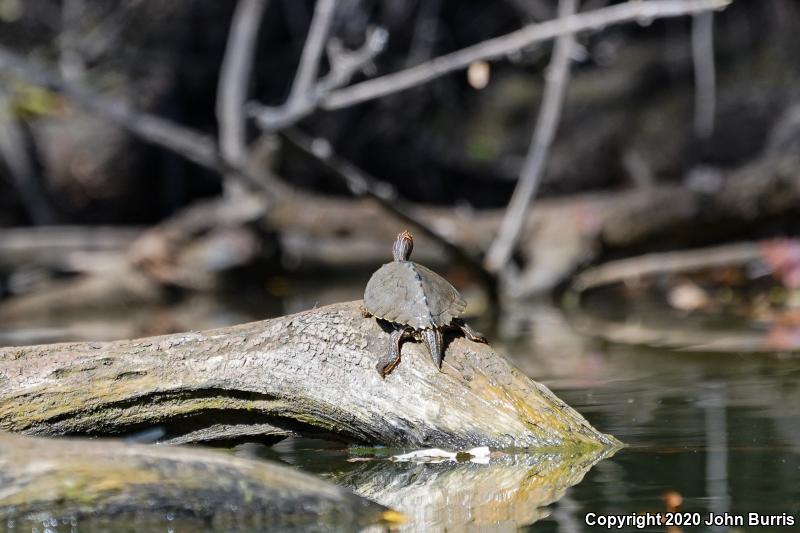 Mississippi Map Turtle (Graptemys pseudogeographica kohnii)