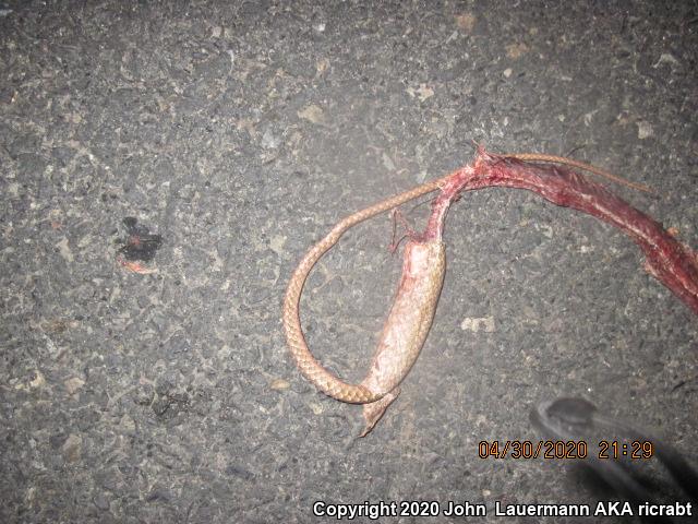 San Joaquin Coachwhip (Coluber flagellum ruddocki)