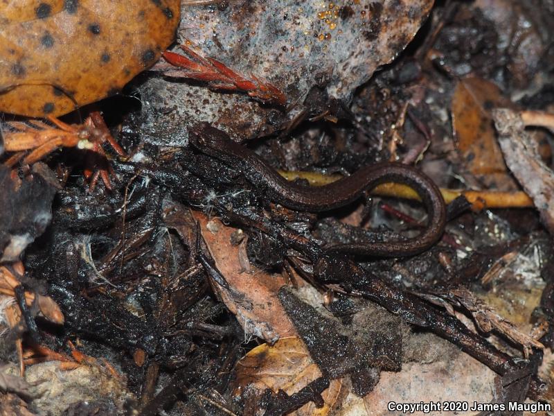 California Slender Salamander (Batrachoseps attenuatus)