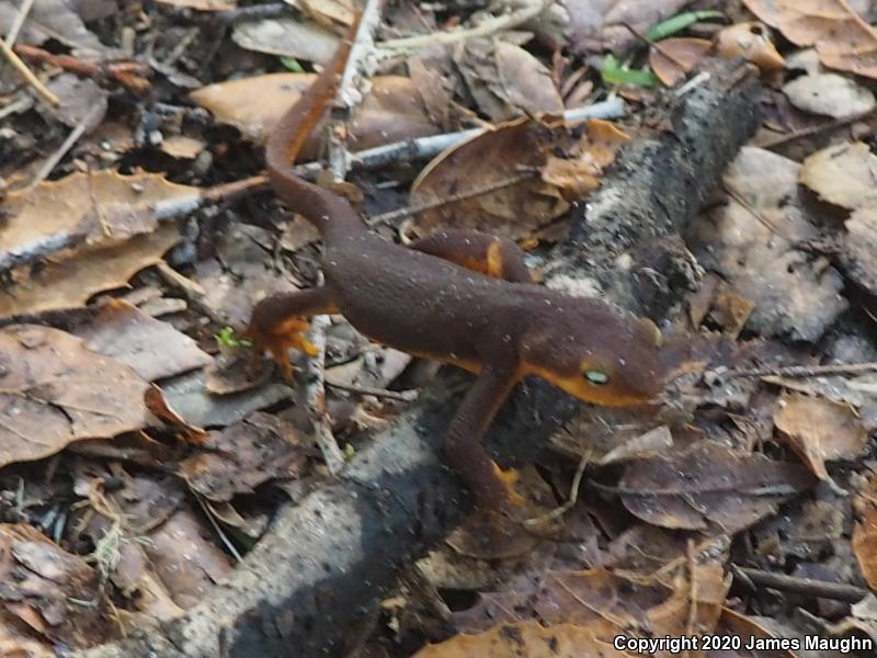 California Newt (Taricha torosa)