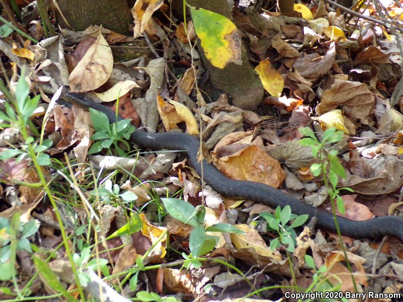 Mississippi Green Watersnake (Nerodia cyclopion)