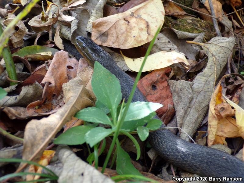 Mississippi Green Watersnake (Nerodia cyclopion)